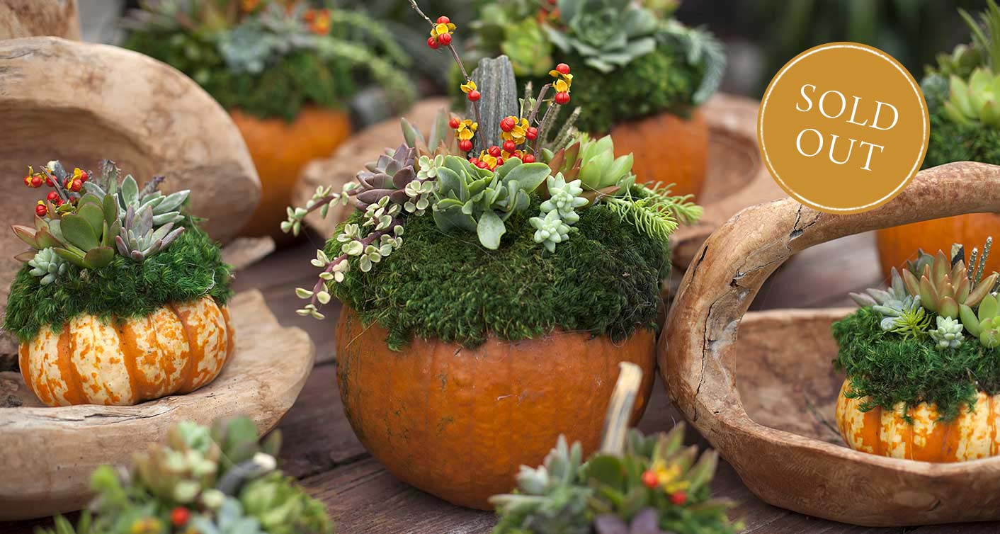 DIY Succulent Pumpkin Workshop at Hoen's Garden Center