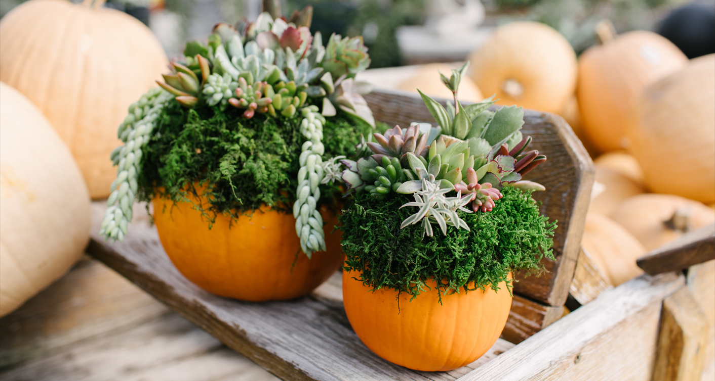 DIY Succulent Pumpkin Workshop at Hoen's Garden Center