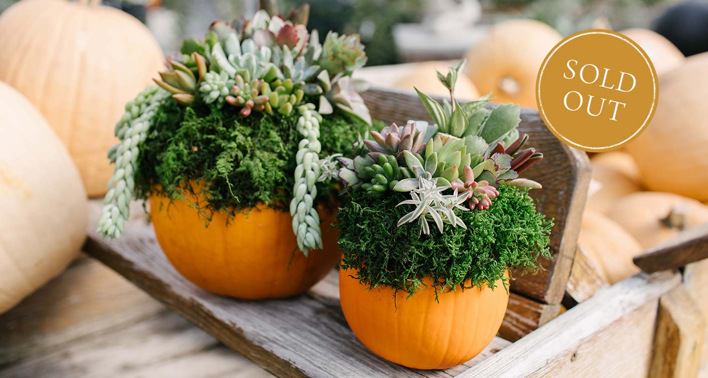 DIY Succulent Pumpkin Workshop at Hoen's Garden Center