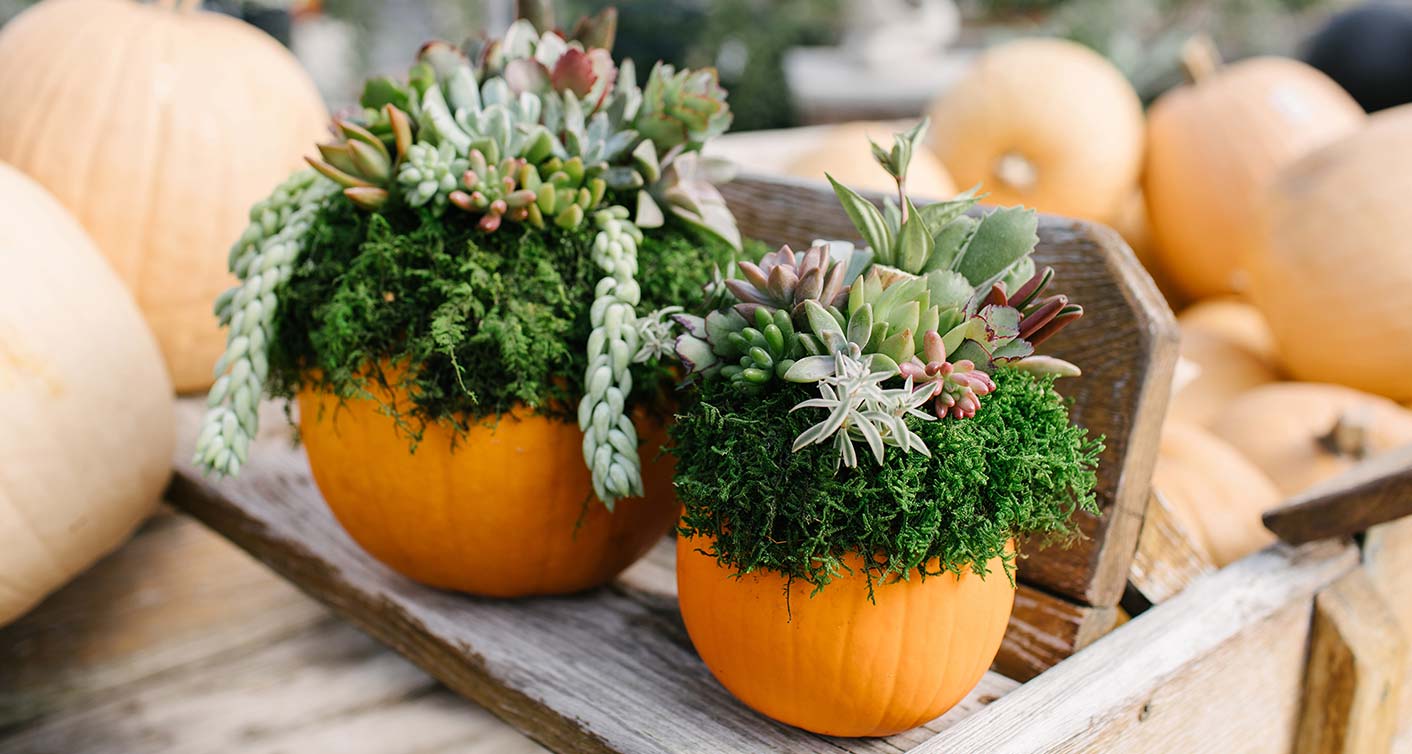 DIY Succulent Pumpkin Workshop at Hoen's Garden Center