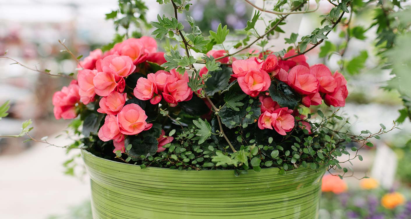 Container Gardens Workshop at Hoen's Garden Center