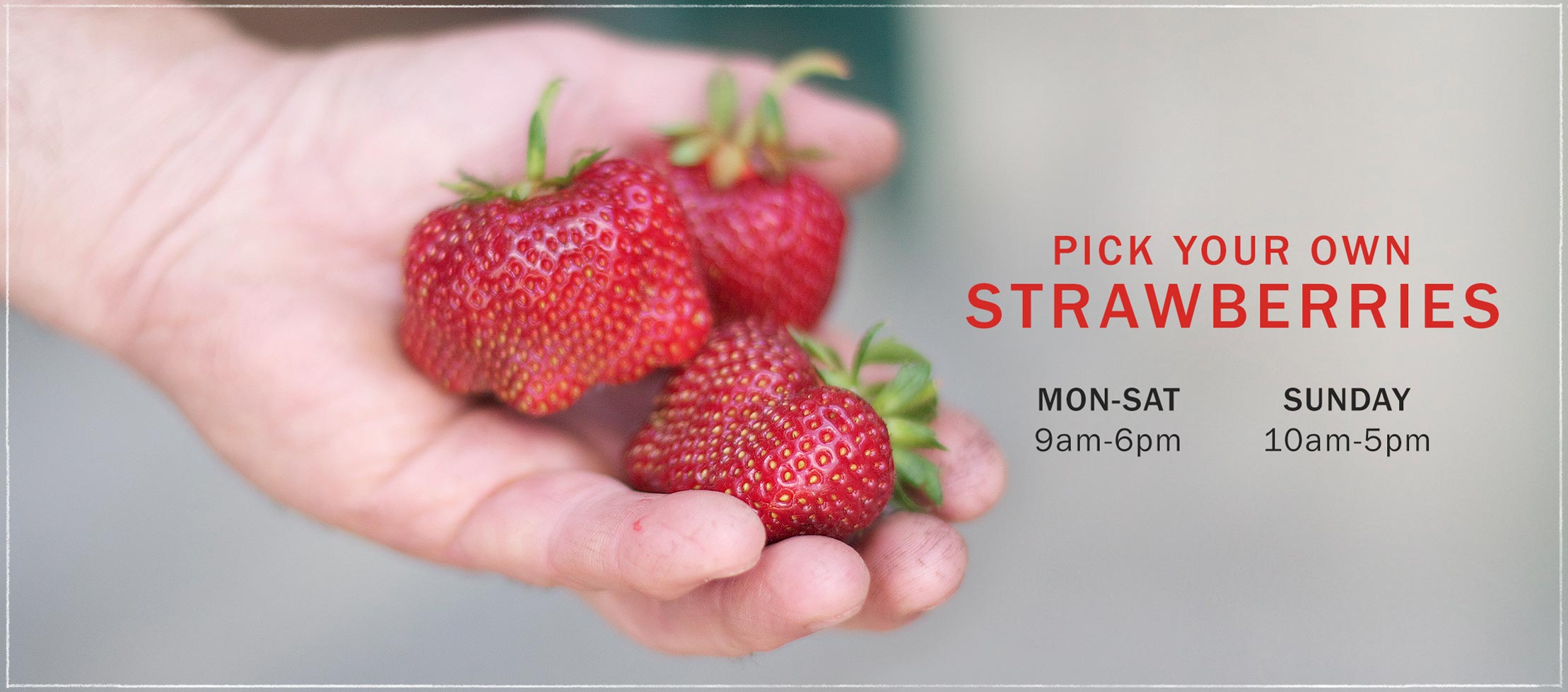 strawberries upick