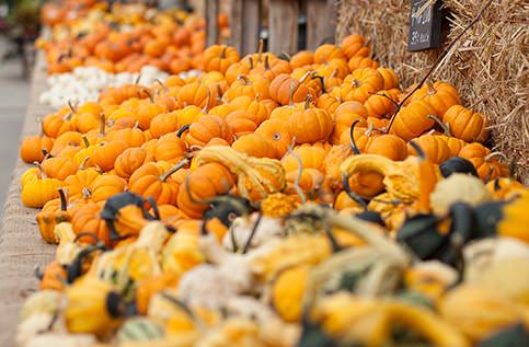 Miniature Pumpkins and Specialty Gourds