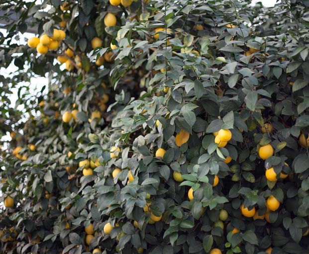 hoen's meyer lemon tree