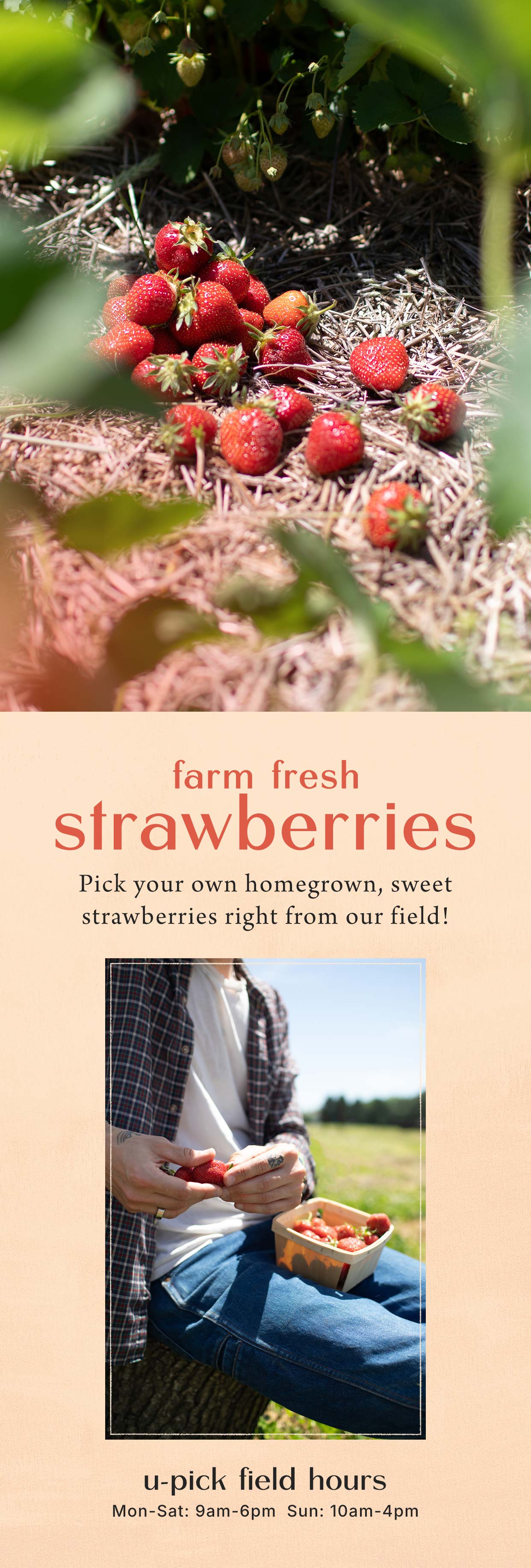 Farm fresh strawberries at Hoen's Garden Center
