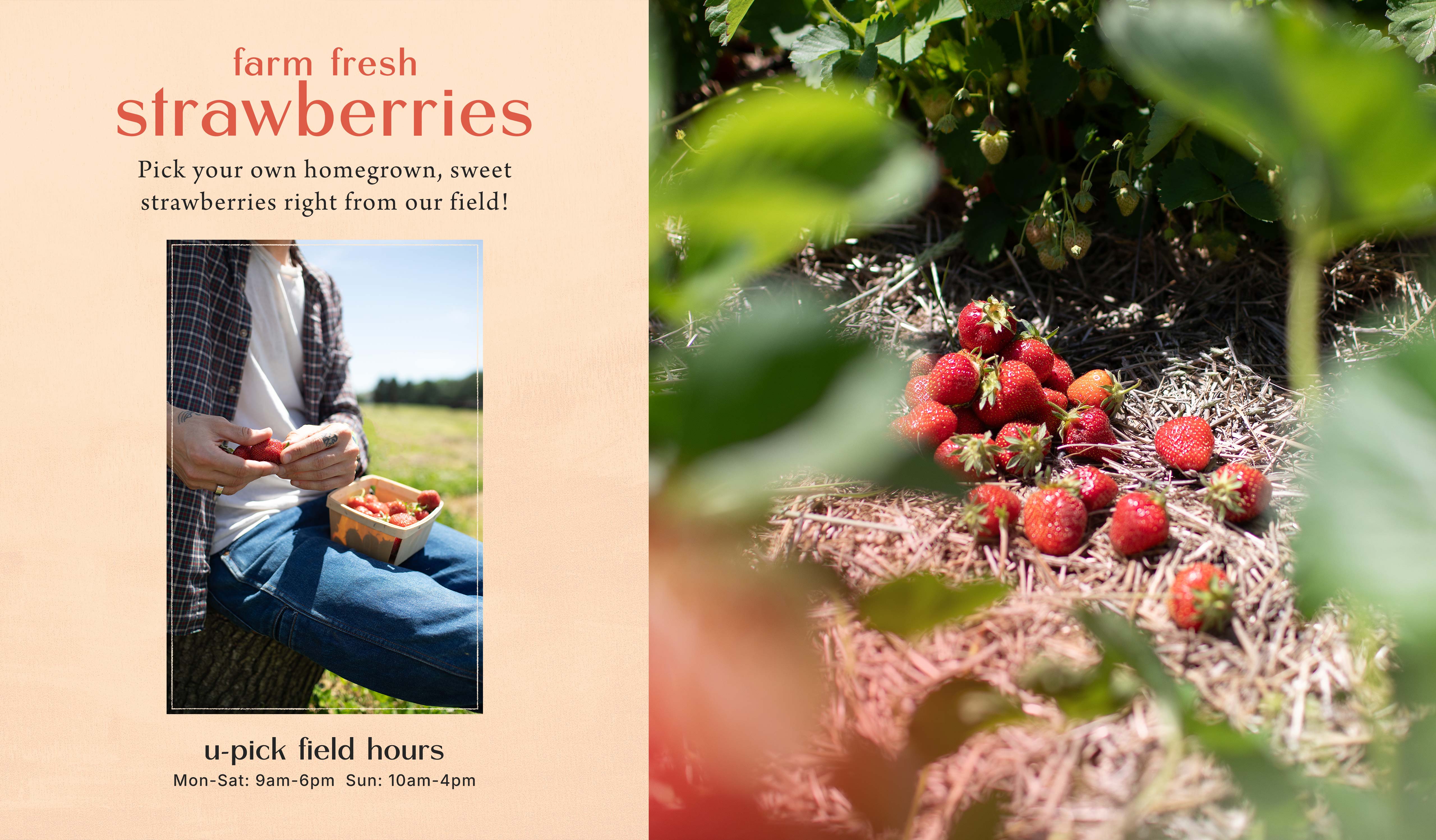 Farm fresh strawberries at Hoen's Garden Center
