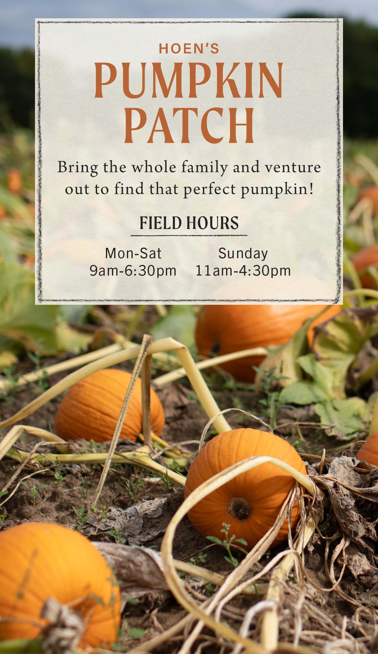 Pumpkin Patch at Hoen's Garden Center