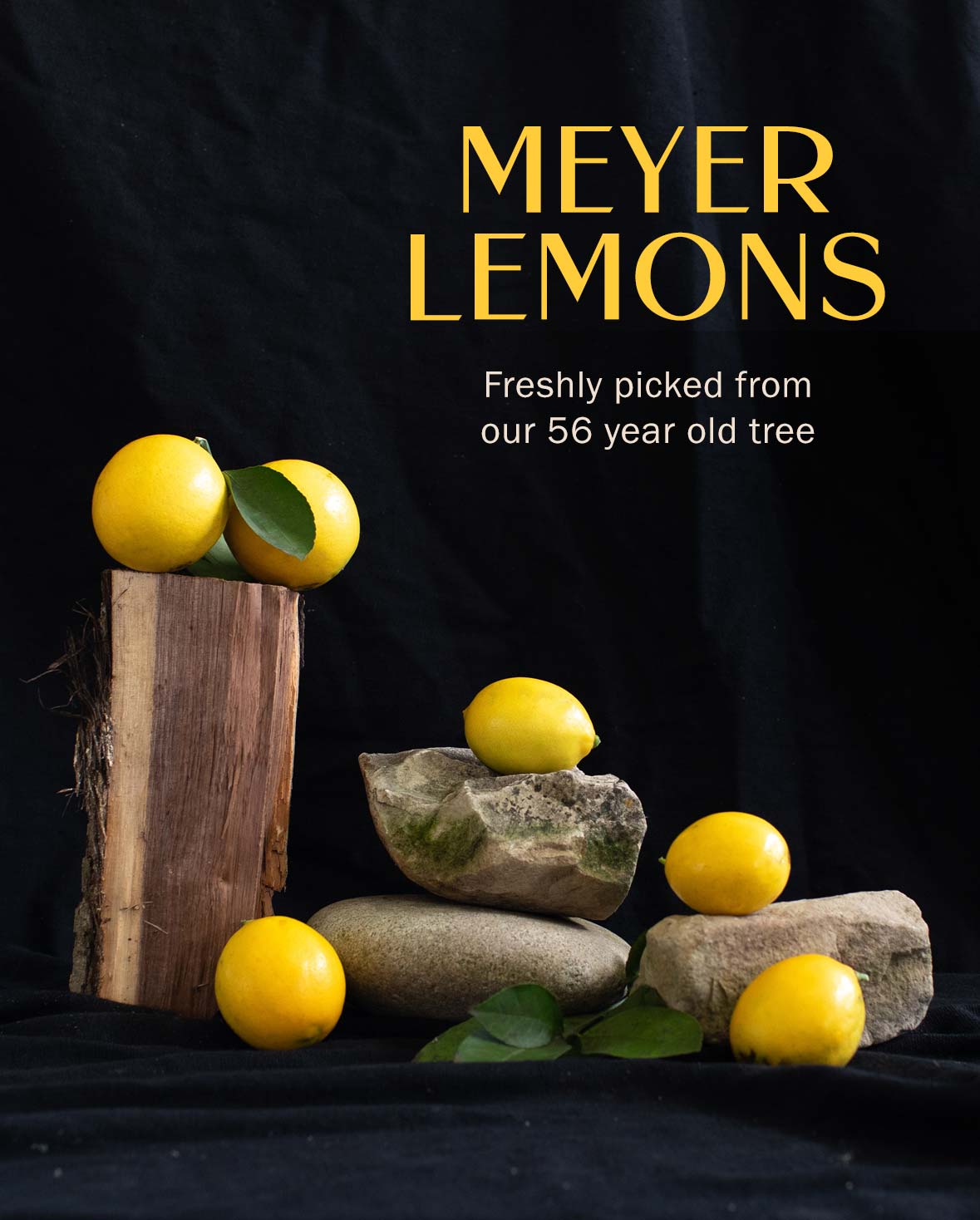 Meyer lemons at Hoen's Garden Center