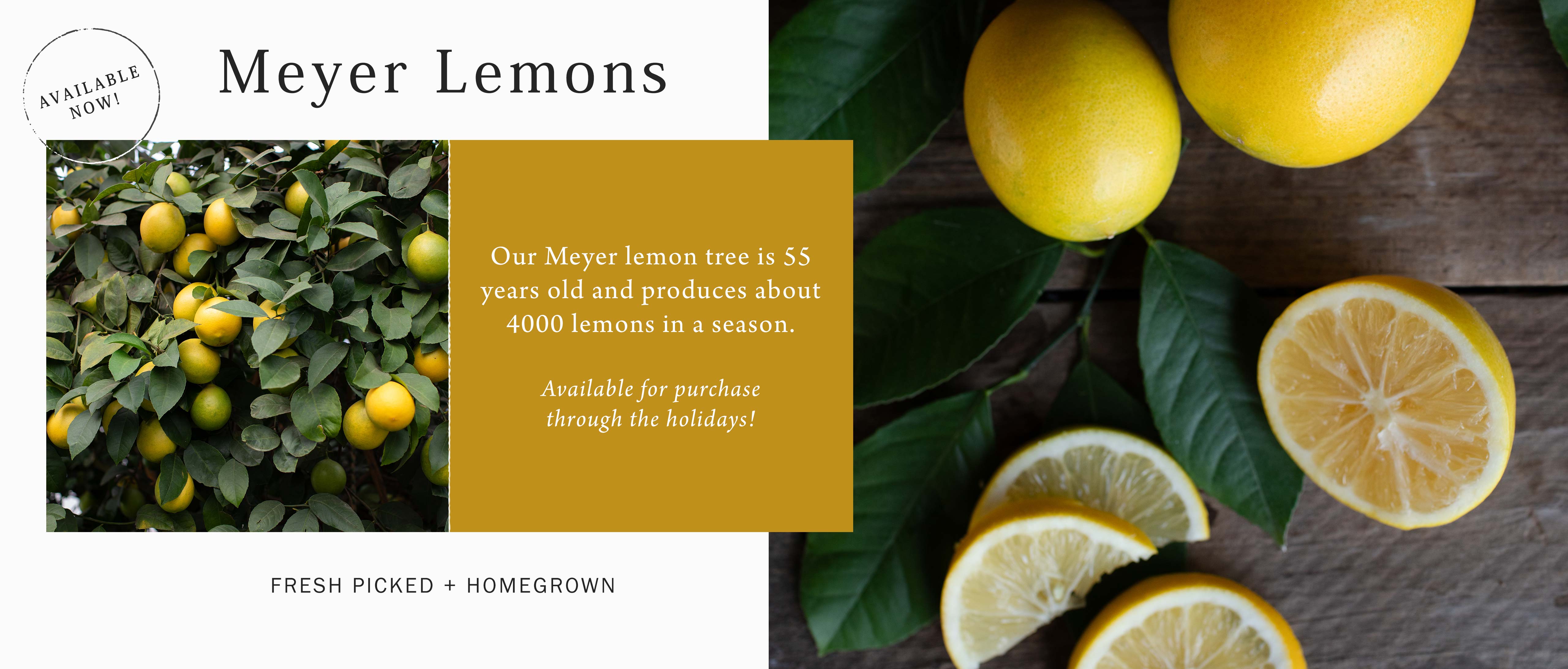 Meyer Lemons at Hoen's Garden Center