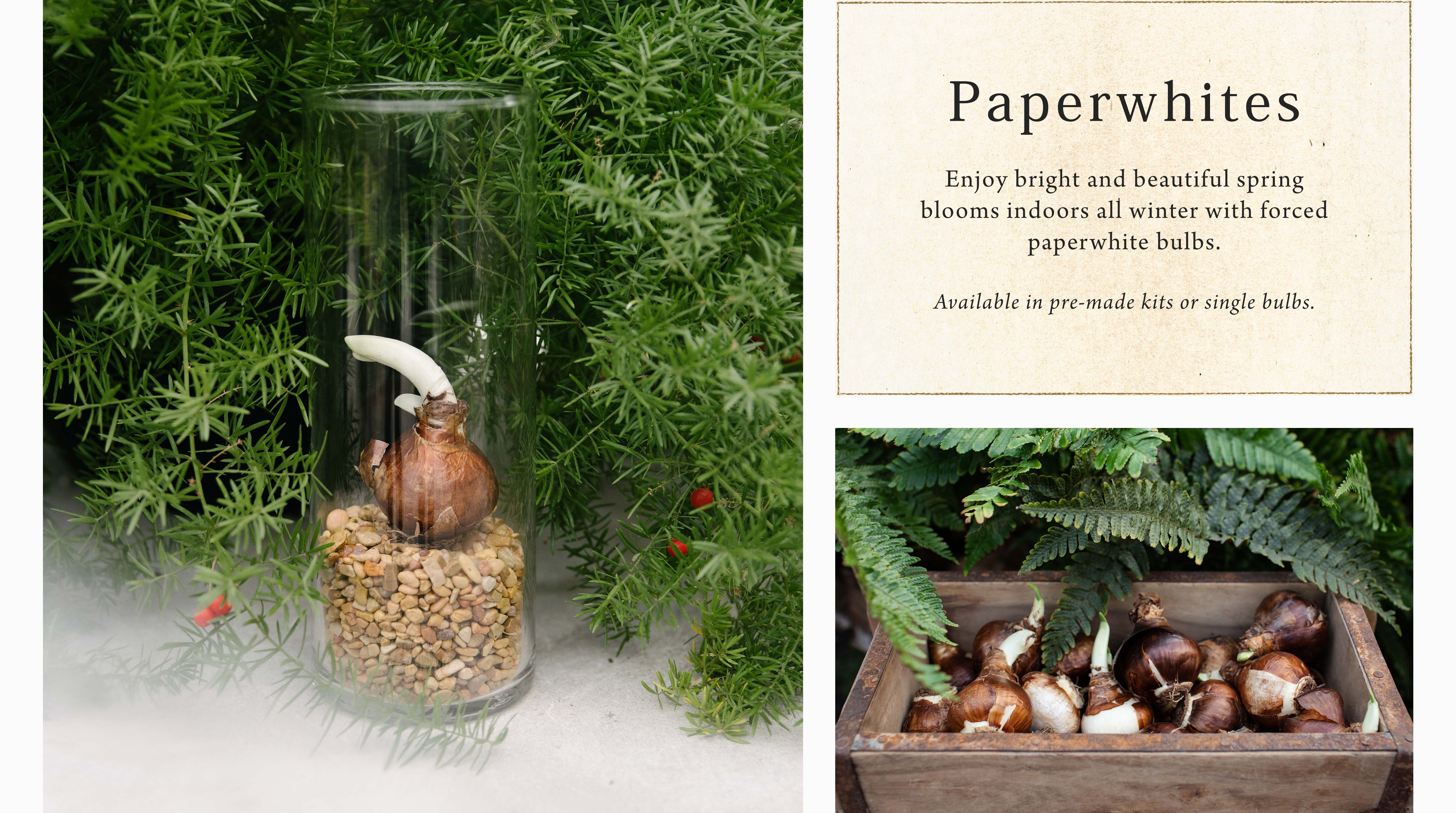 Paperwhites at Hoen's Garden Center