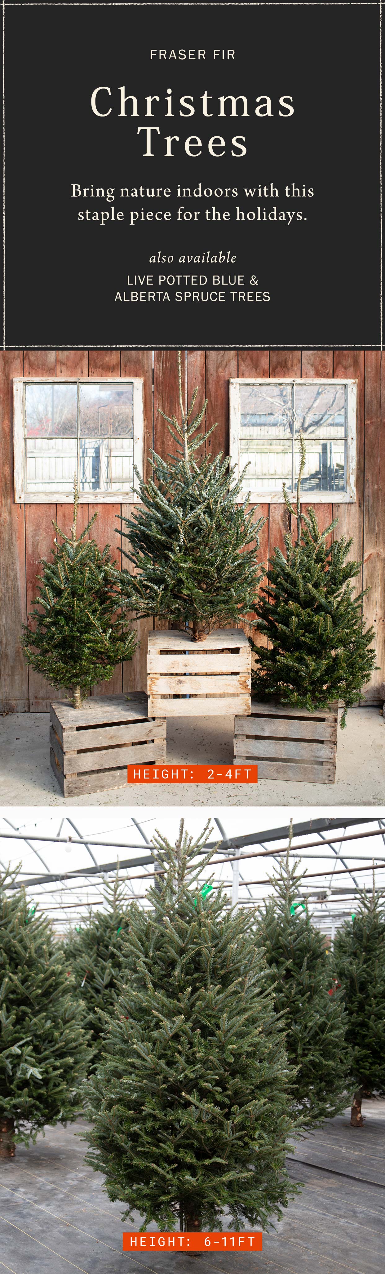 Fraser Fir Christmas Trees at Hoen's Garden Center