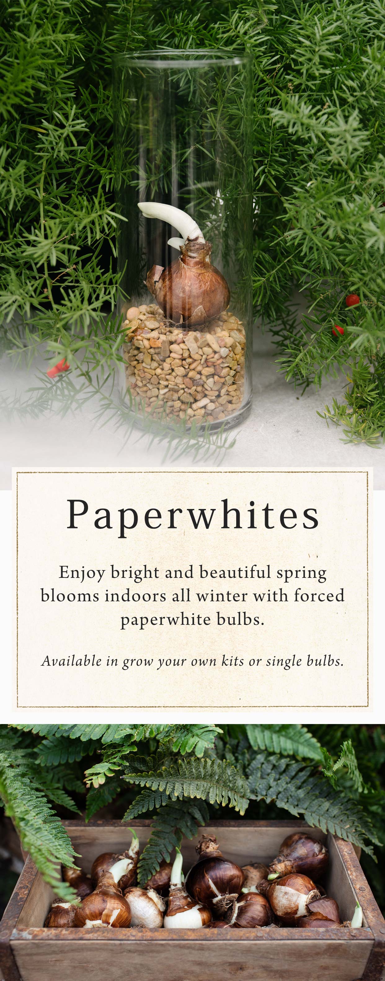 Paperwhites at Hoen's Garden Center