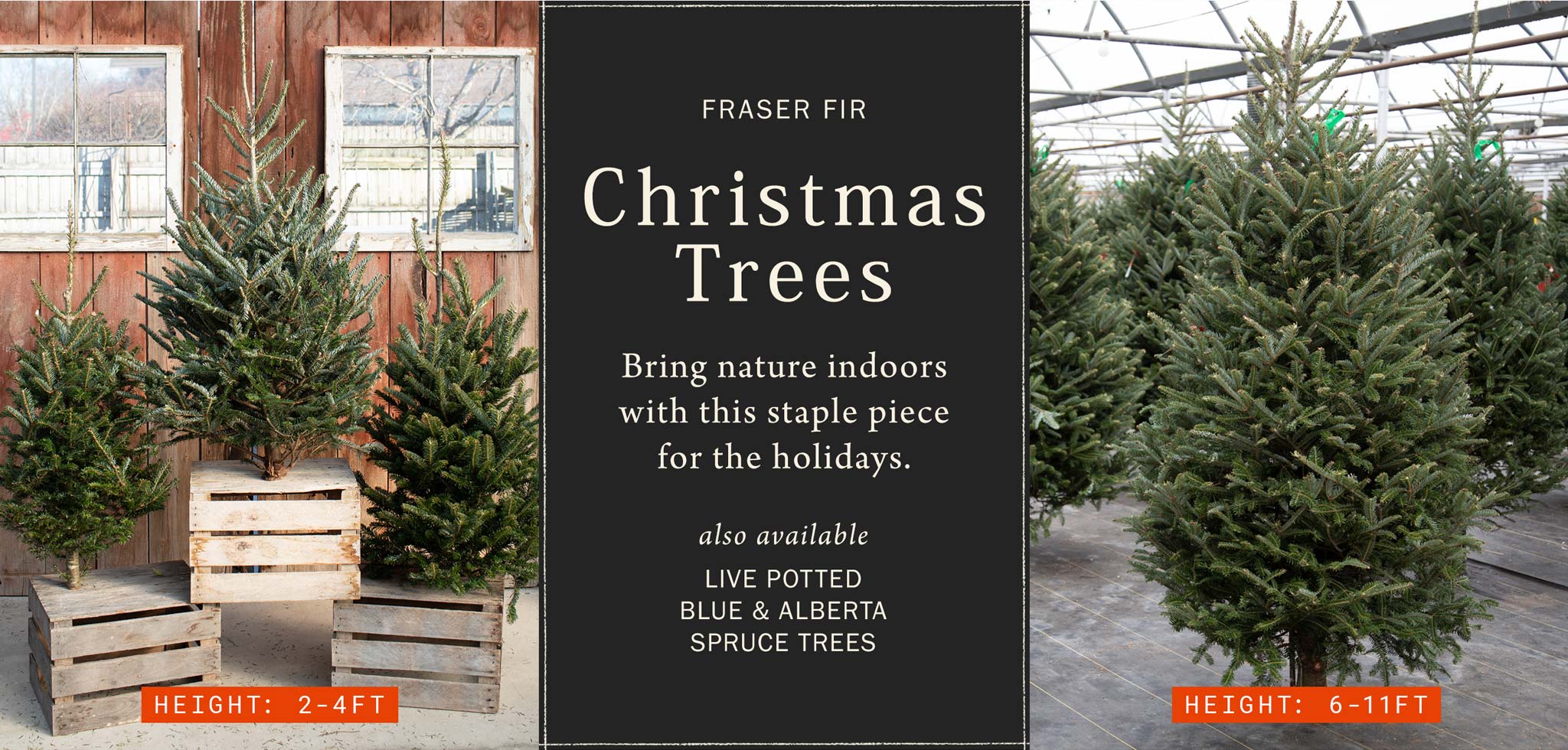 Fraser Fir Christmas Trees at Hoen's Garden Center