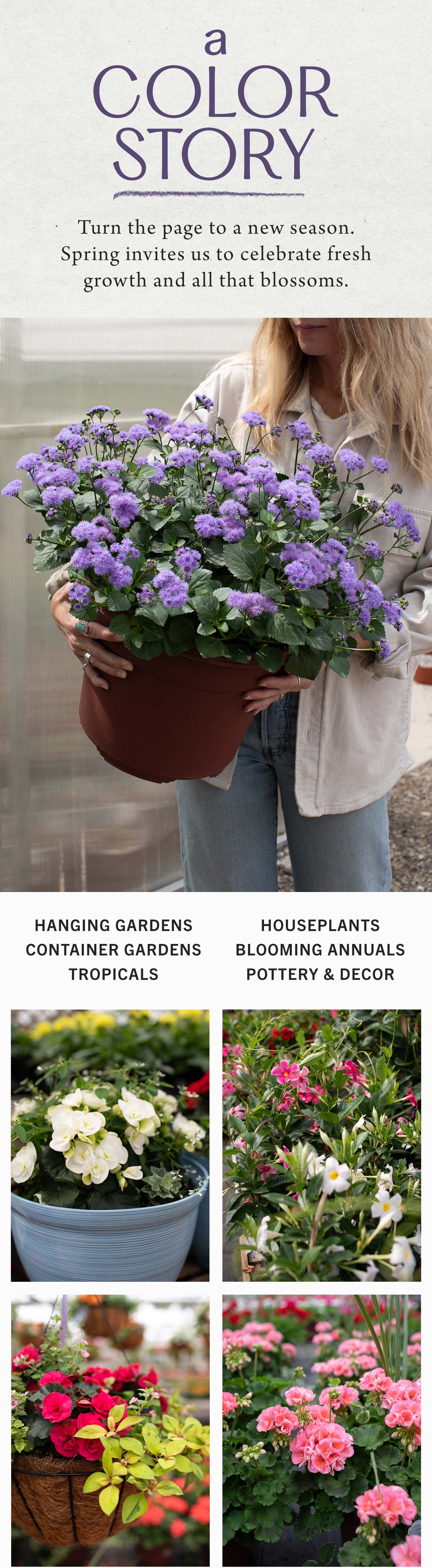 A Color Story at Hoen's Garden Center