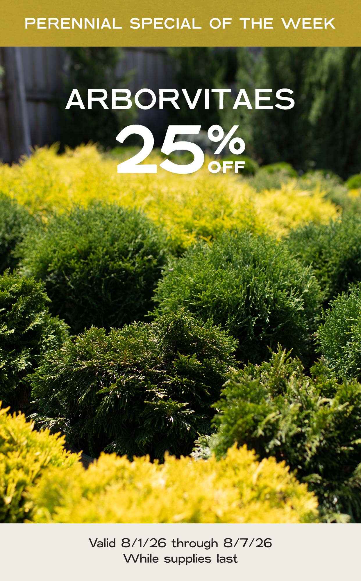 Perennial Of The Week at Hoen's Garden Center
