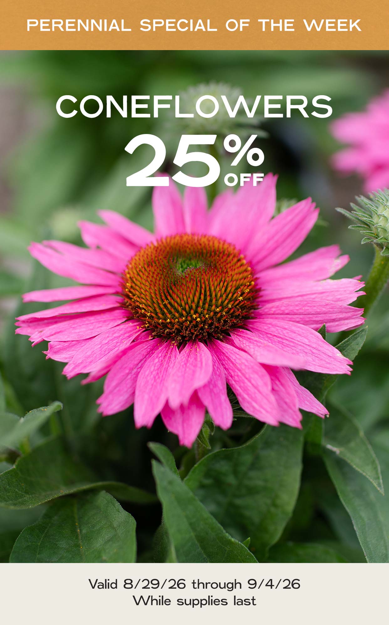 Perennial Of The Week at Hoen's Garden Center