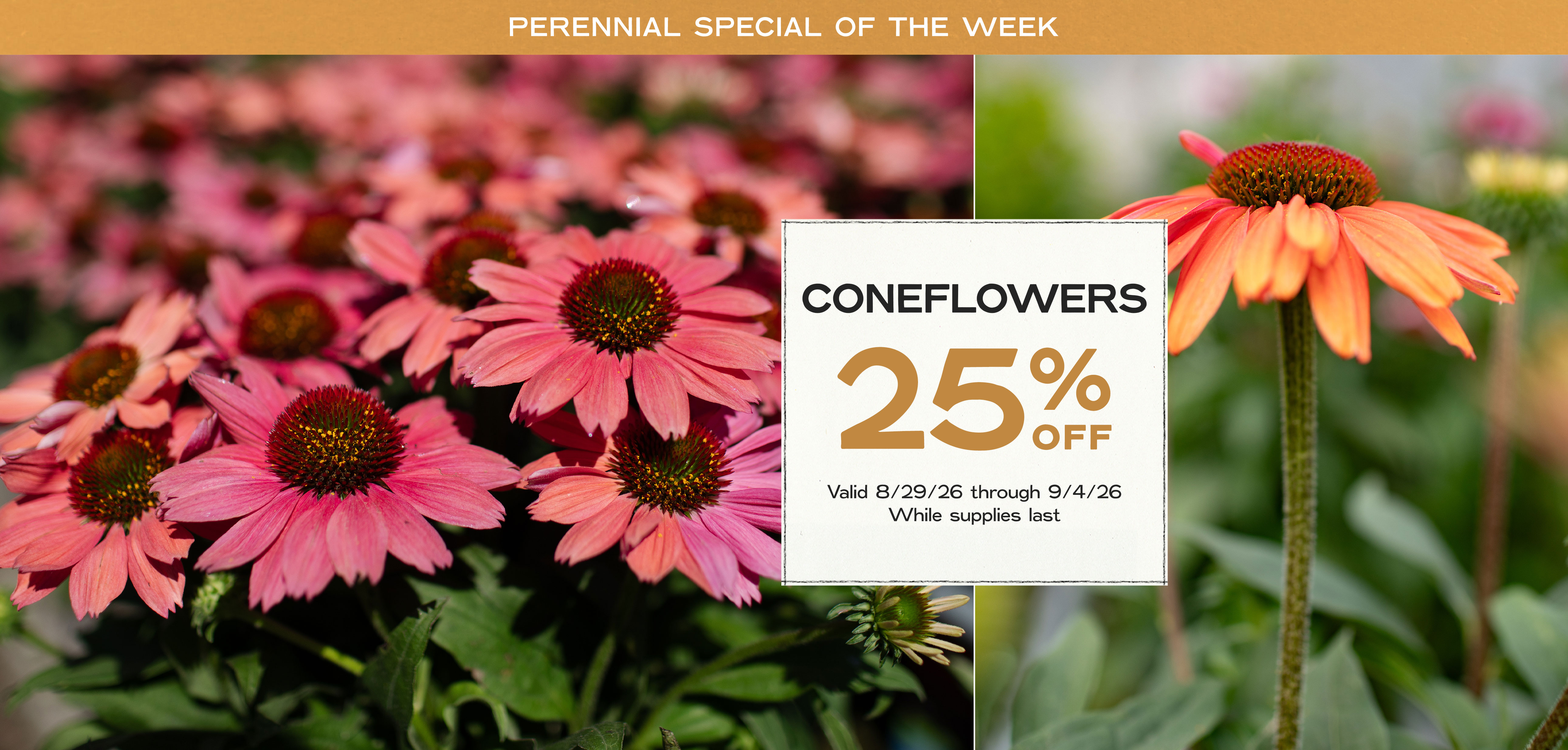 Perennial Of The Week at Hoen's Garden Center