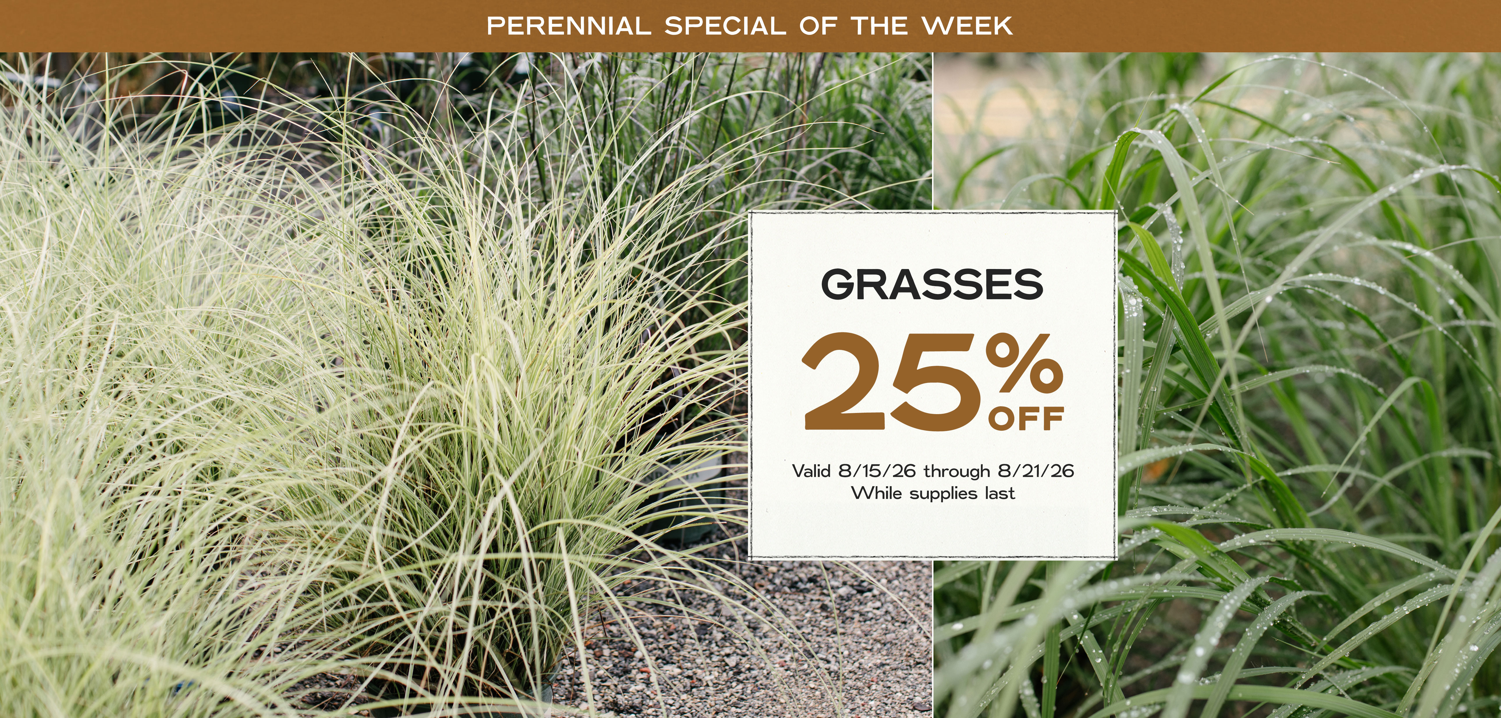 Perennial Of The Week at Hoen's Garden Center