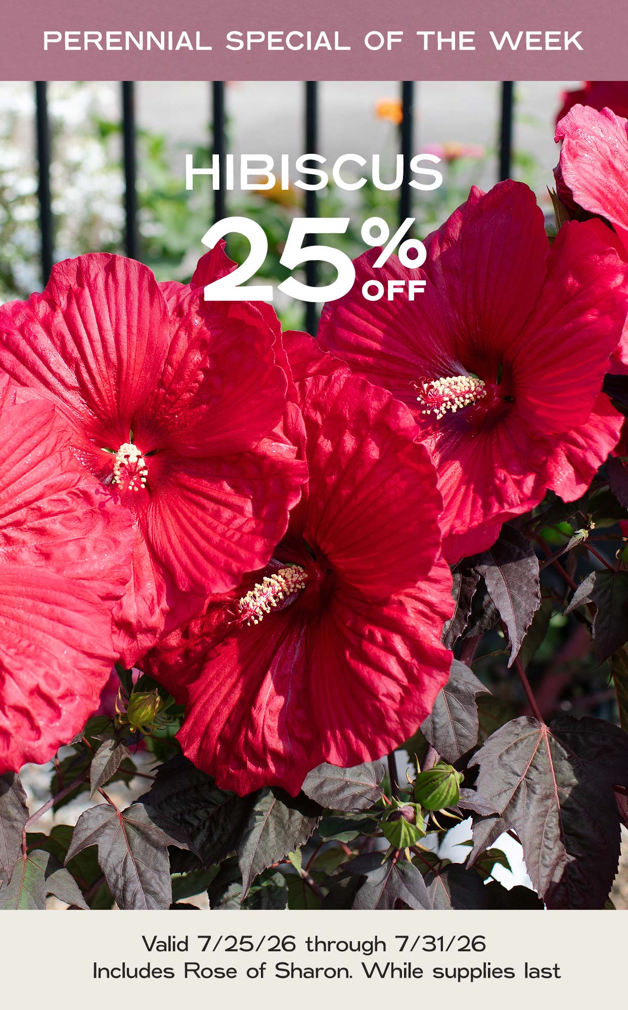 Perennial Of The Week at Hoen's Garden Center