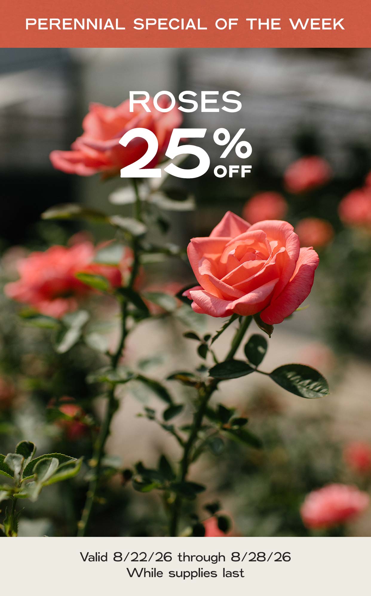 Perennial Of The Week at Hoen's Garden Center