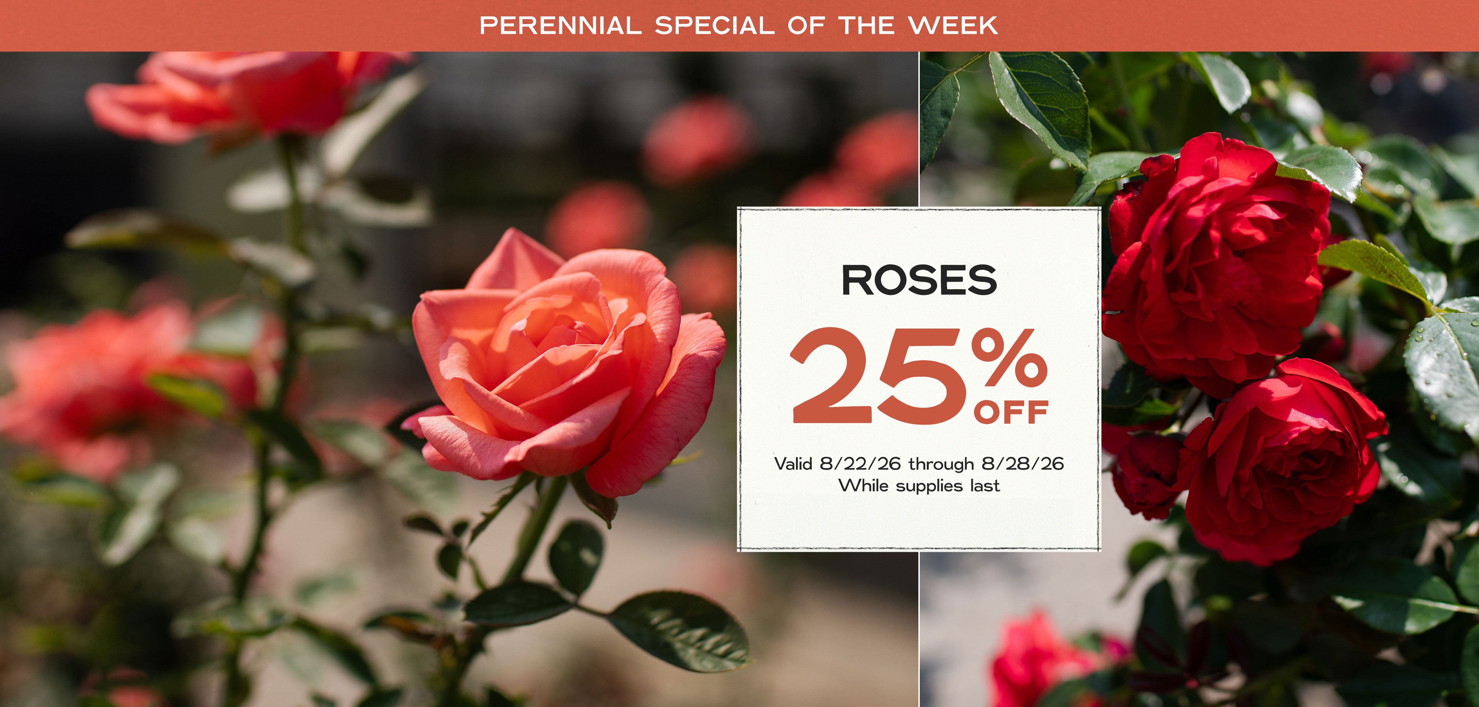 Perennial Of The Week at Hoen's Garden Center