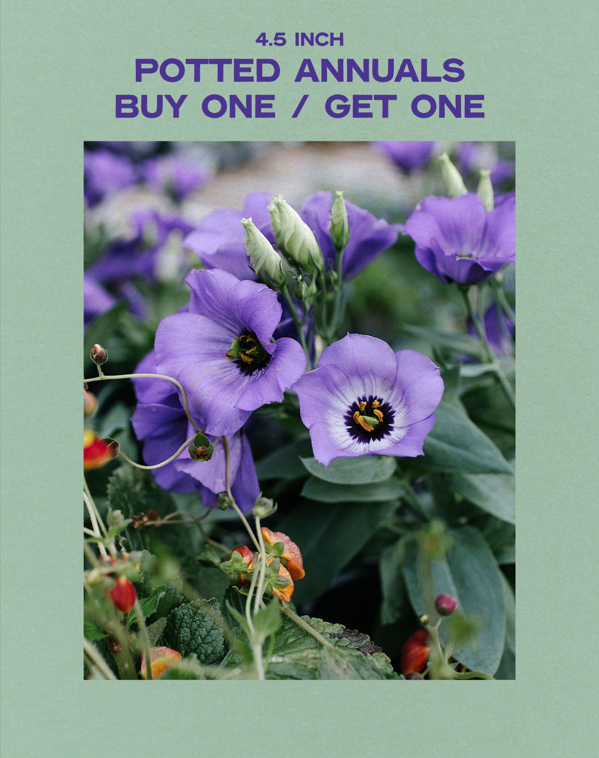 Sale Hoen's Garden Center & Landscaping