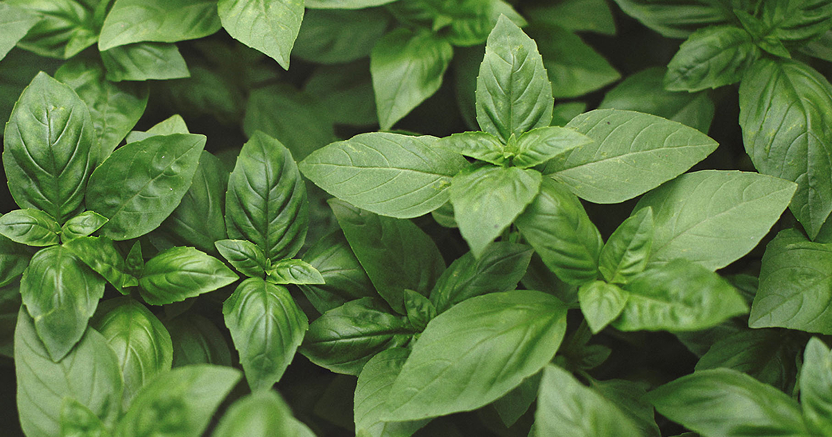 Herb Plant List - Hoen's Garden Center & Landscaping on {keyword}